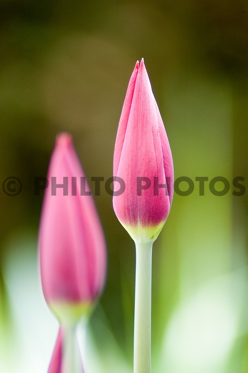 Tulipes_1620.jpg