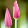 Tulipes_1620.jpg