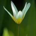 Tulipe 04-2007-3246.jpg