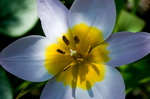 Tulipe-4136.jpg