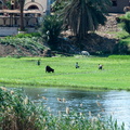 EGYPTE-2011-7360.jpg