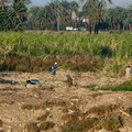 EGYPTE-2011-7382.jpg
