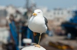  DSC8421
