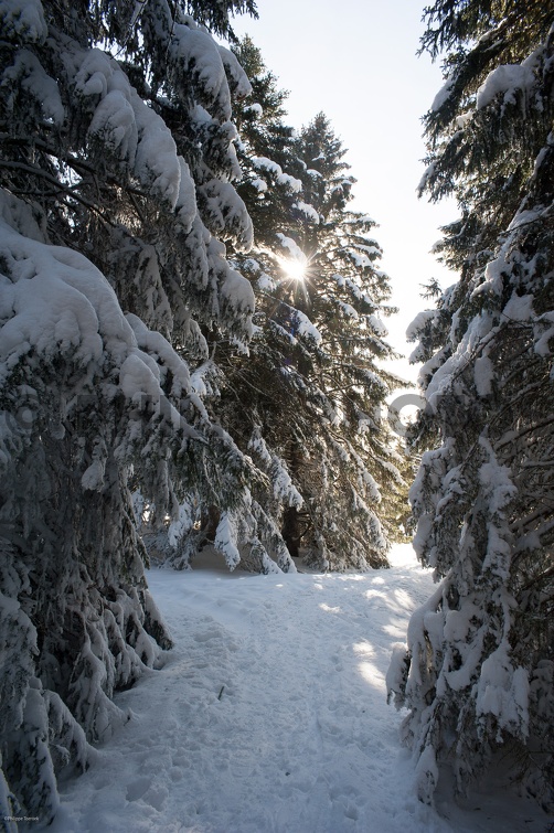_DSC2950.jpg