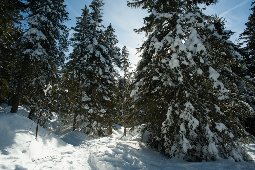 _DSC2935.jpg